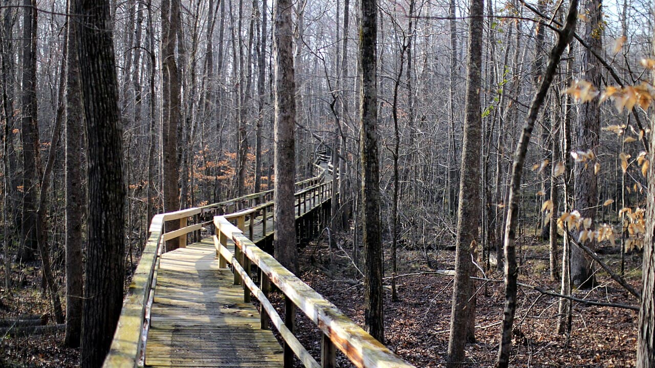 A boardwalk winding through bottomland forest at Big Hill Pond State Park